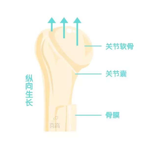 另外,喜高还有一些缓解"生长痛"的方法,爸妈们不妨了解一下