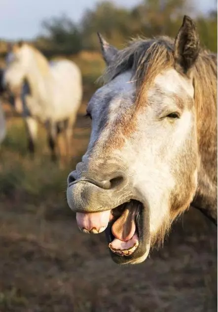 一匹马咧嘴对着镜头微笑,模样十分憨态可掬,有啥可高兴的事说来听听.