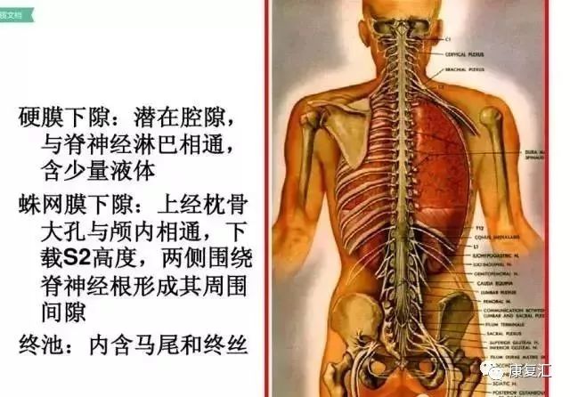 系统解剖腰椎及腰部的层次图解