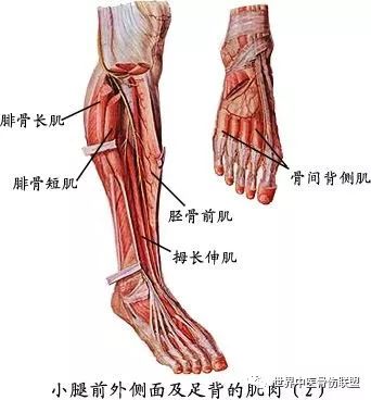 位于小腿外侧,包括腓骨长肌和腓骨短　.