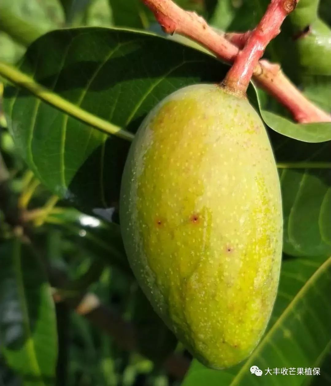 芒果红点病——坐果后至采收前都需要高度重视