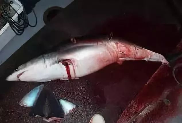 据报道…每年大约有7300万的鲨鱼因为"人们想取其鱼翅"而被杀害