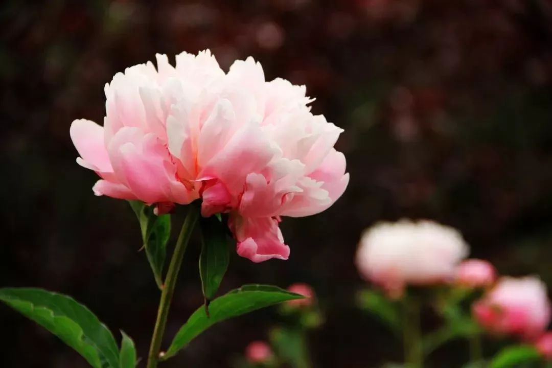 一花一诗词,人间最美是芬芳