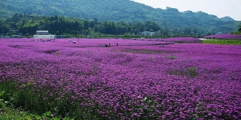 【乐享】大重庆这些地方有让人心醉的紫色花海!不用跑普罗旺斯了