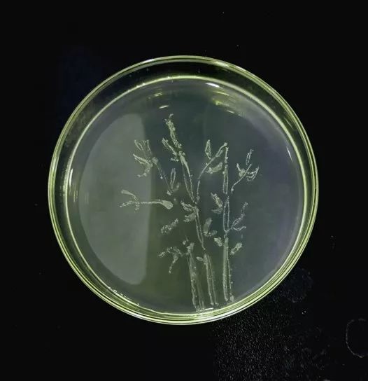 【第十二届微生物趣味竞赛】微生物与艺术的碰撞