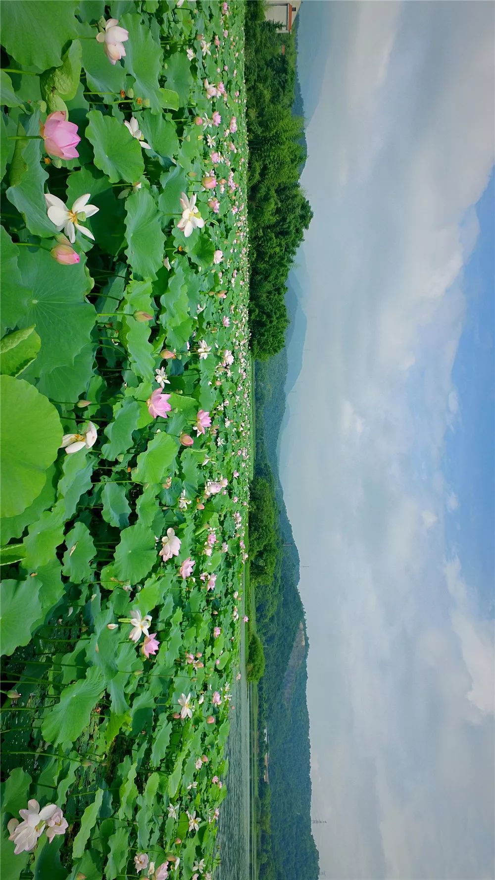 萧山这些地方的荷花池拍下来张张都能