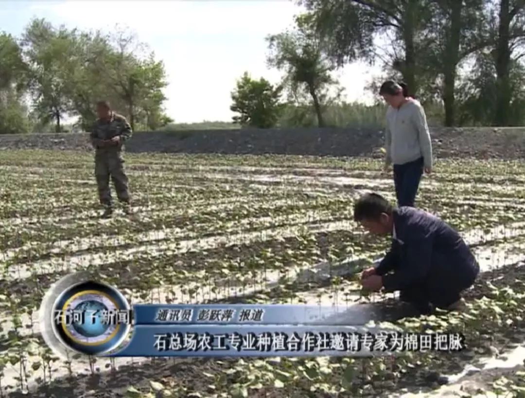 【我奋斗 我幸福】石河子总场农工专业种植合作社邀请专家为棉田把脉