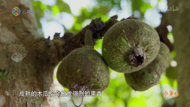 木瓜榕的果实 甜美多汁,蜜糖般的果胶入口即化,千百粒细小如芝麻的