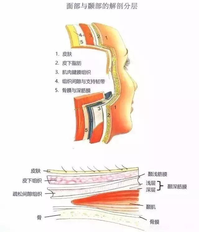 正文 面神经分支及表情肌位置关系 ▼ ▼ 面部与颞部的解剖分层 面部