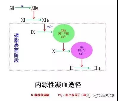 华法林等药物抑制维生素k依赖的凝血因子,x)的羧化,从而起到