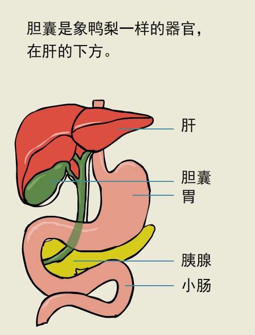 胆囊位于人体右方肋骨下,肝脏后方,是一个梨形囊袋结构.