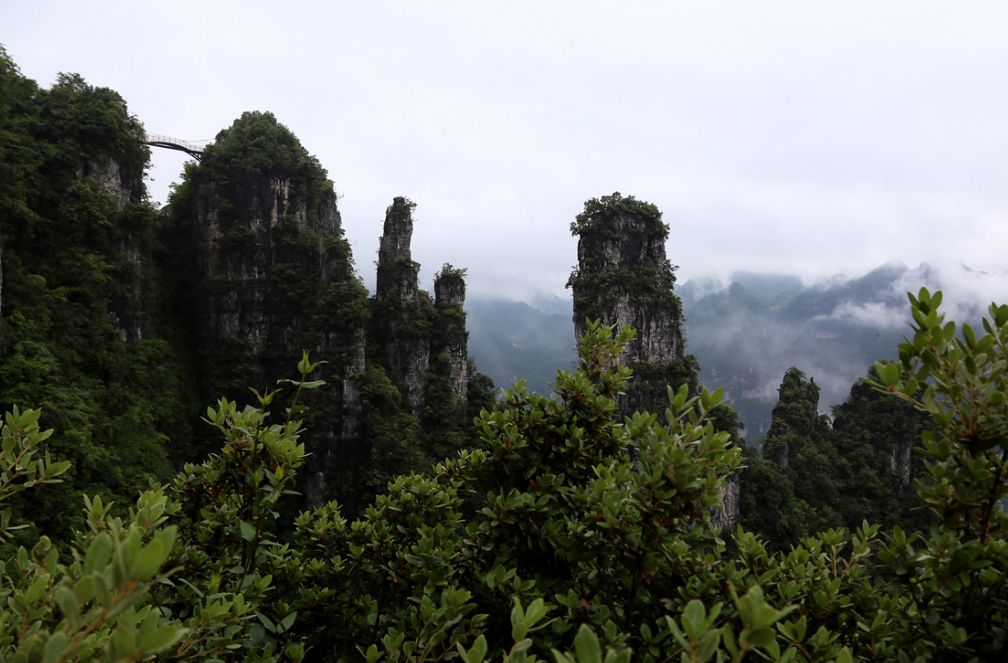 "夏季避暑到茶乡" | 湖北省五峰县—武陵画廊·宜红故里—探索世界茶