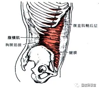 史上最全的骨盆终极详解(七:与骨盆相连的腹部肌肉解构