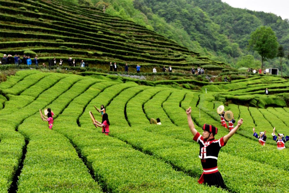 "夏季避暑到茶乡" | 湖北省五峰县—武陵画廊·宜红故里—探索世界茶