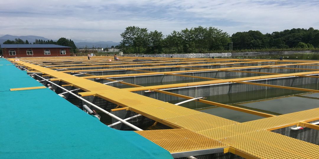 西南地区最大的现代化池塘循环水养殖投产运营