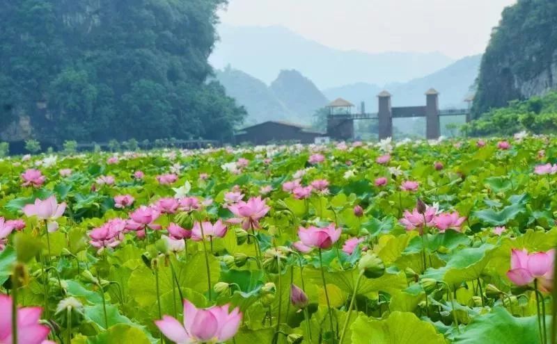 清远英西峰林九龙小镇  乘着热气球赏荷花 数之不尽的荷花已经争相