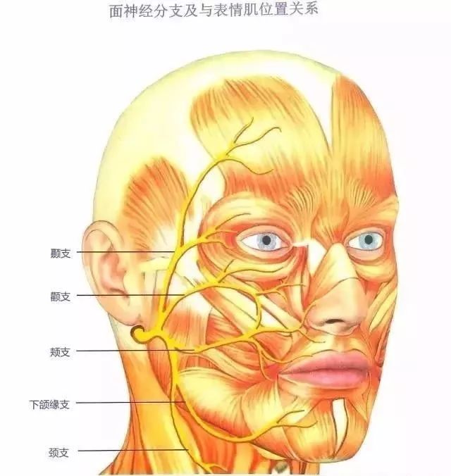 正文 面神经分支及表情肌位置关系 ▼ ▼ 面部与颞部的解剖分层 面部
