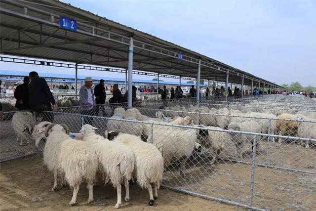 财经 正文  2015年,三段地活畜交易市场全年上市羊117万头只,成交率85