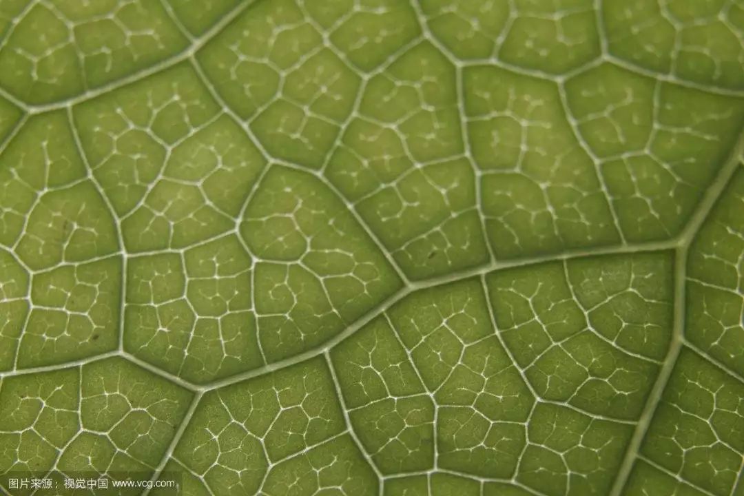 网状也是自然界中非常常见的面,比如叶子的叶脉,还有龟裂的土地等等.