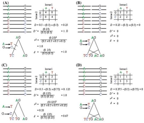 r2=(dab)2/(f(a)*f(a)*f(b)*f(b)); d"=0, r2=0时处于完全连锁平衡