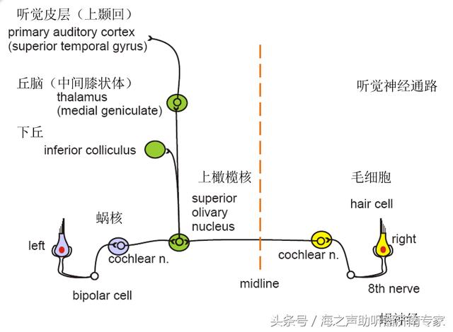 受刺激后引起细胞生物电变化,化学递质释放,神经冲动传至各级听觉中枢