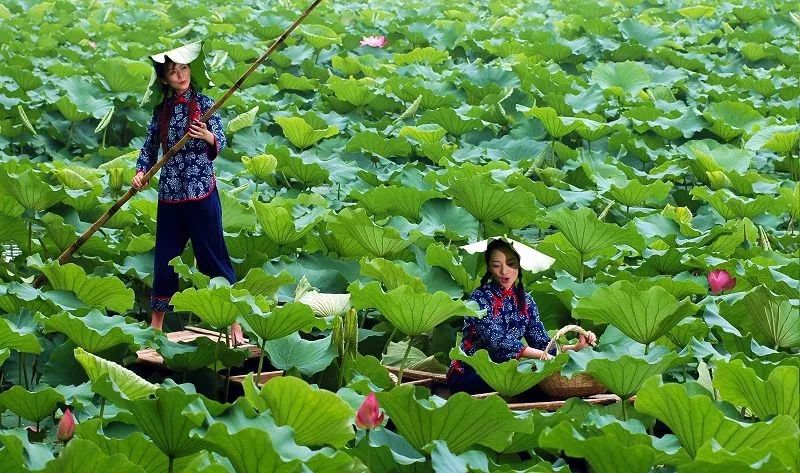 金湖多少人口_江苏金湖罗砚文照片