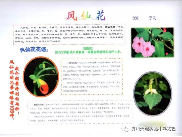 凤仙花的象征凤仙花的传说→←凤仙花的趣事凤仙花的价值→持续的