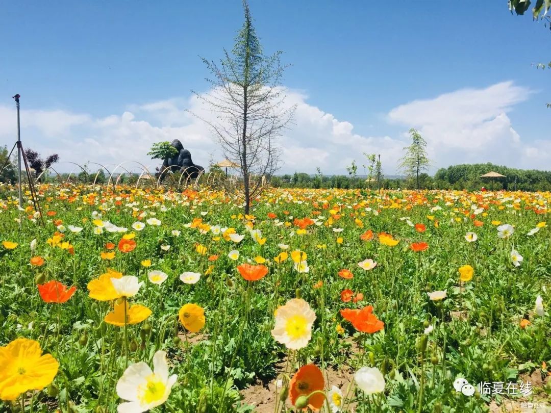 芳草鲜美,落英缤纷.临夏这个地方