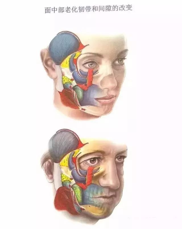面神经分支及表情肌位置关系 ▼ ▼ 面部与颞部的解剖分层 面部动脉
