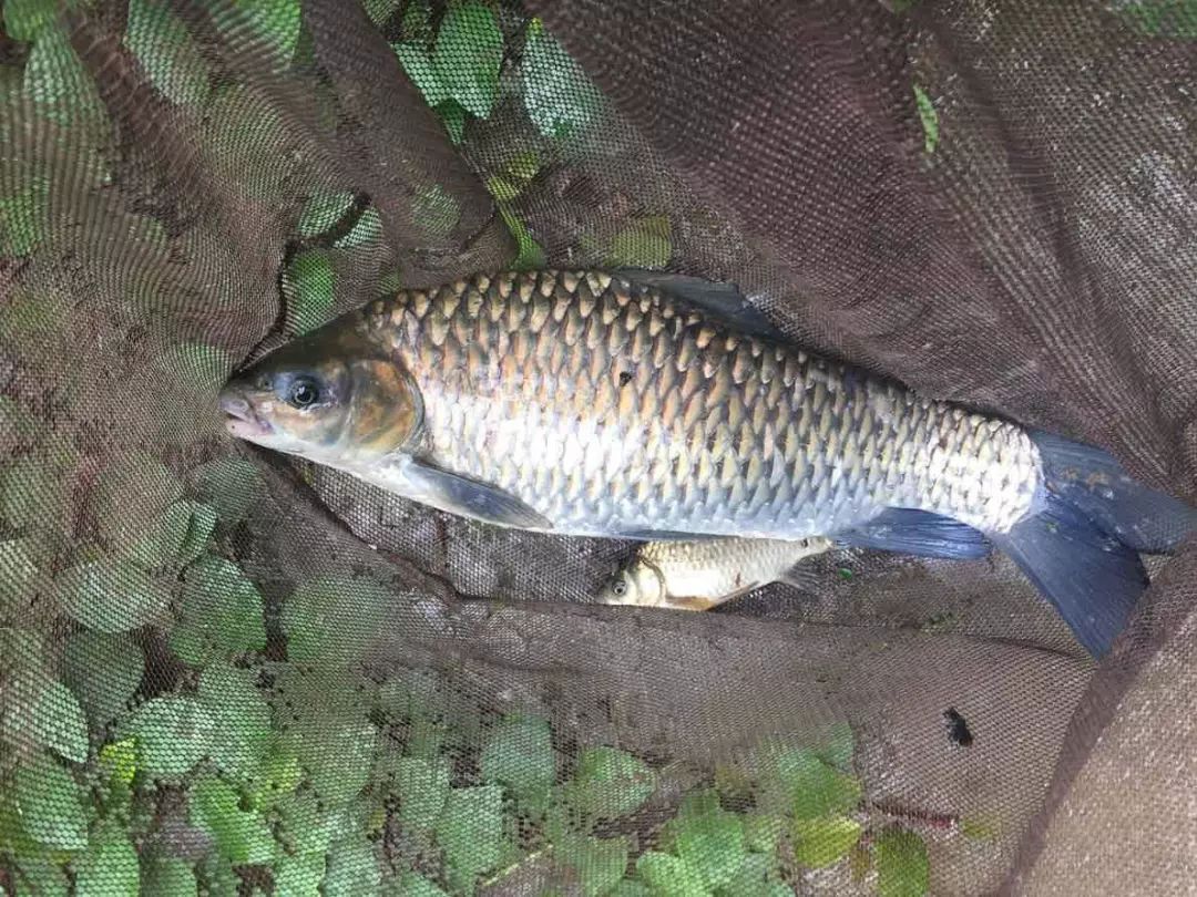 西南山区溪流里有一种清波鱼,吸引着喜欢盘车钓的钓鱼人