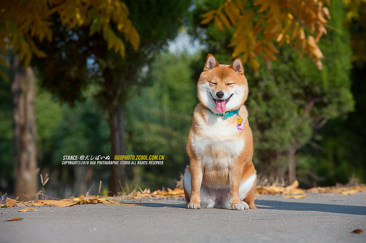 请问,把柴犬拍这么萌问过猫的感受吗?