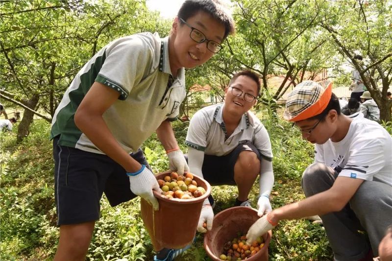 社会实践学农除杂草热火朝天访农户感触良多2018年高二年级社会实践之