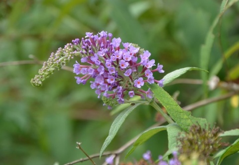 这种神奇的野草,农村人都叫它"醉鱼草,别名闭鱼花,鱼尾草,是