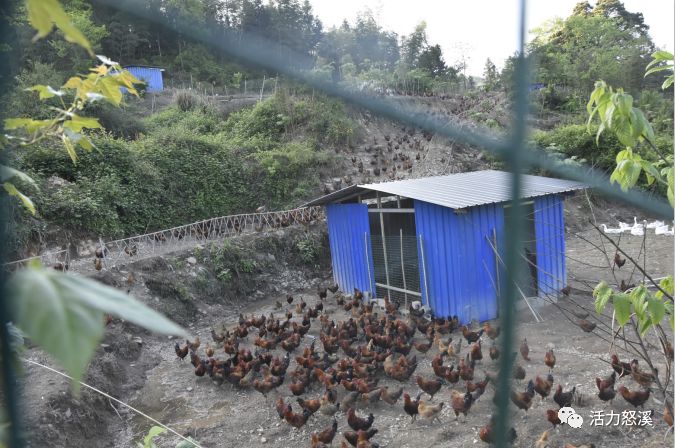 林下养鸡一角田坝溪村系全省扶贫开发深度贫困村之一,全村国土面积2