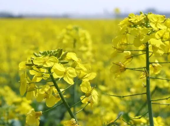 【农家帮手】油菜花开花要如何管理?