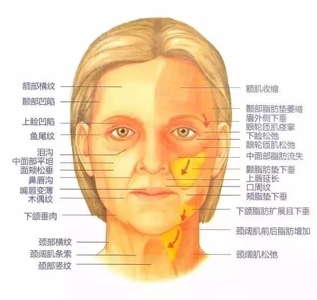 正文 面神经分支及表情肌位置关系 ▼ ▼ 面部与颞部的解剖分层 面部