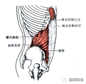 起点:胸腰筋膜,髂嵴及腹股沟带外侧2/3. 止点:下3肋及白线.