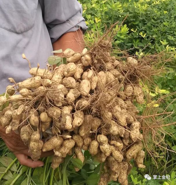 种花生有这三遍药就够了