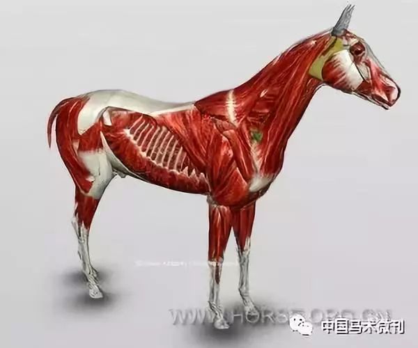 马的肌肉结构