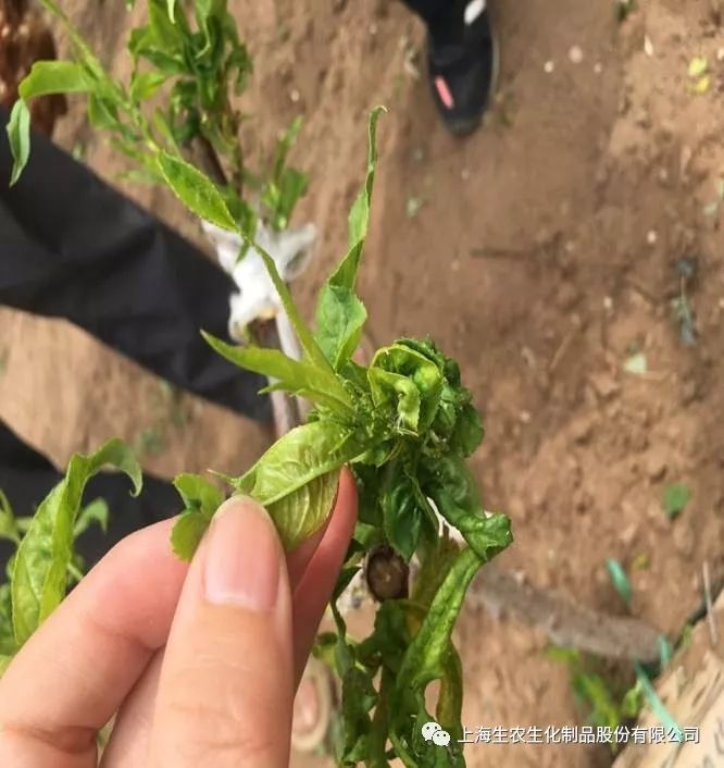 稳敌套餐产品在辽宁省桃树上对蚜虫的应用试验效果展示