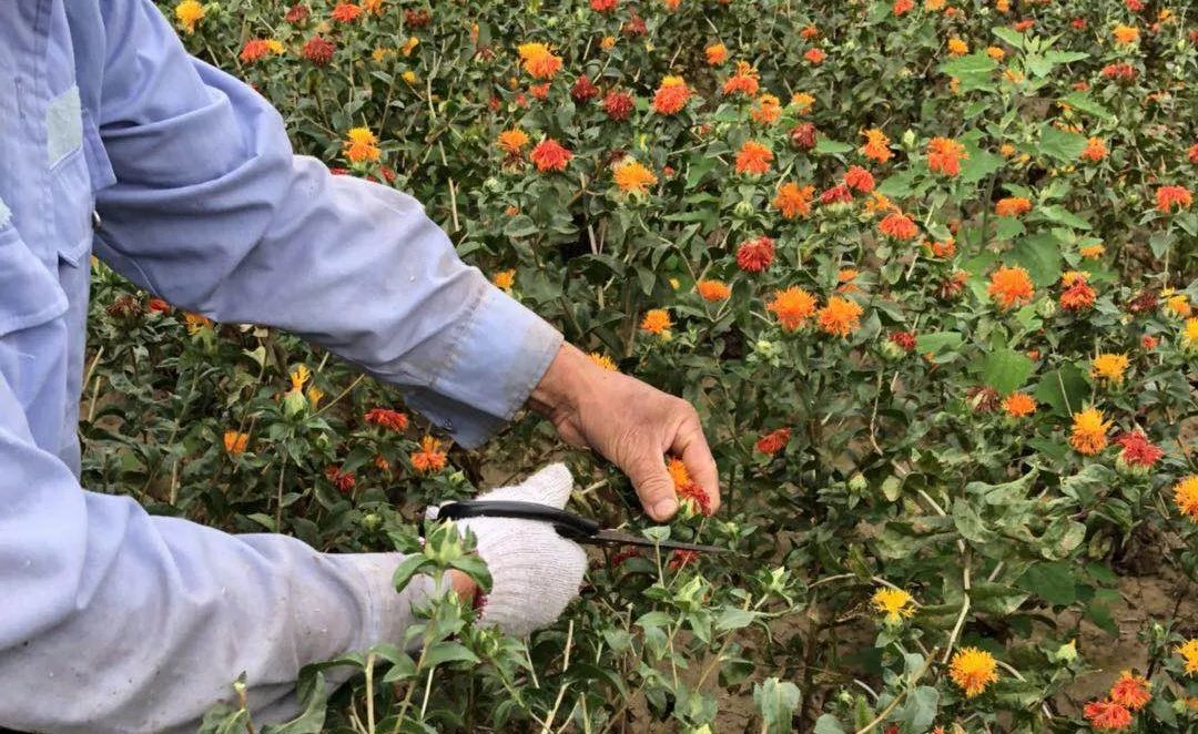 中药材种植要注意四大问题