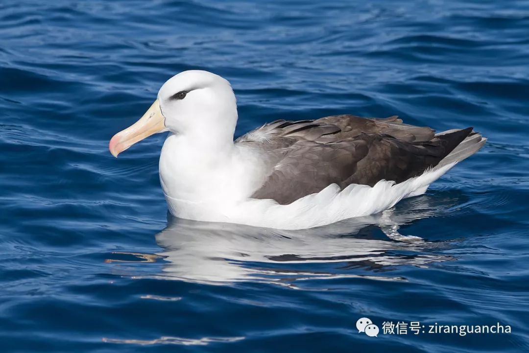 短尾信天翁 近海的低空气流由于受到海岸的阻隔,通常比高空的气流