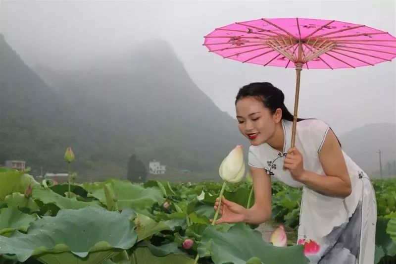 最佳赏花时间:6月中旬至7月地址:永州市宁远县九嶷荷园千亩荷花基地