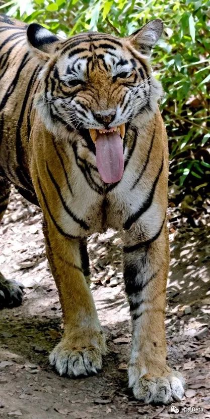 摄影师抓拍的"咧嘴笑"的老虎