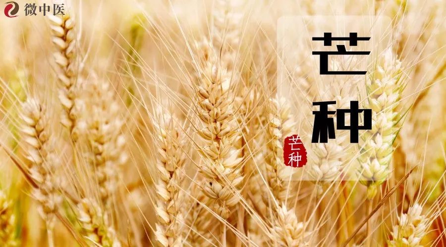 芒种养好生,一年不生病!最全《芒种养生指南,人手一份