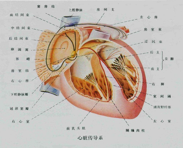 第二,电路问题——就是心律失常,正常心脏应该从窦房结顺序传导,所以