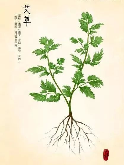 具有 疏散风热,清利头目,利咽, 《本草纲目》记载:艾草 "艾以叶入药