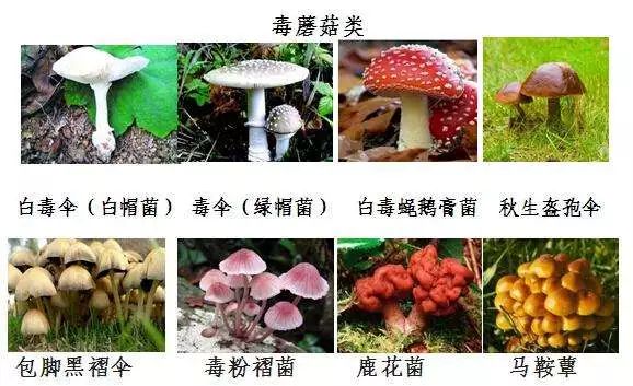 具体到广东,常见的剧毒蘑菇种类有 ——