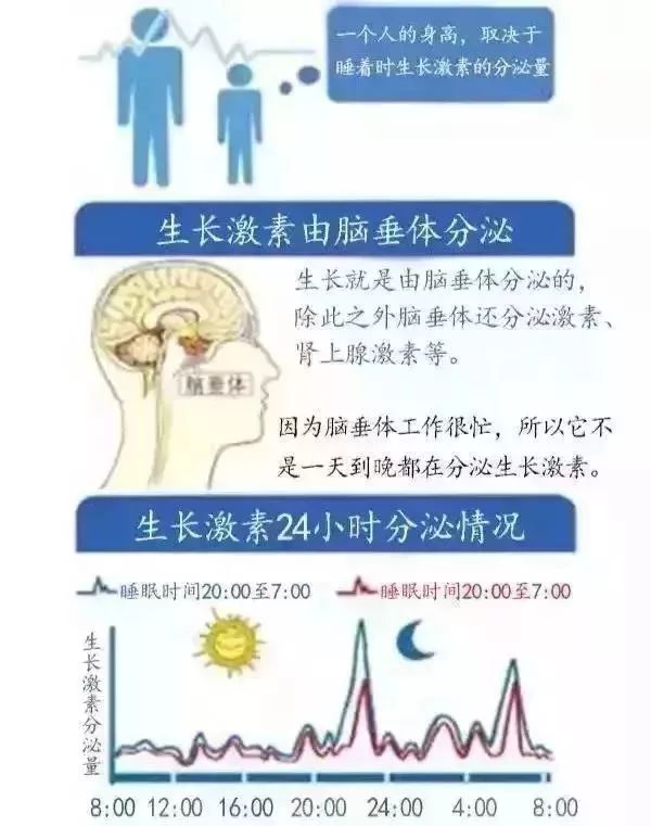 给大家看一张生长激素分泌图↓孩子身材高矮主要受机体的内分泌