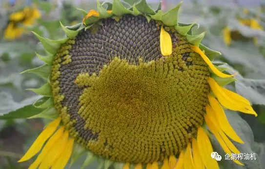 葵花籽榨油工艺